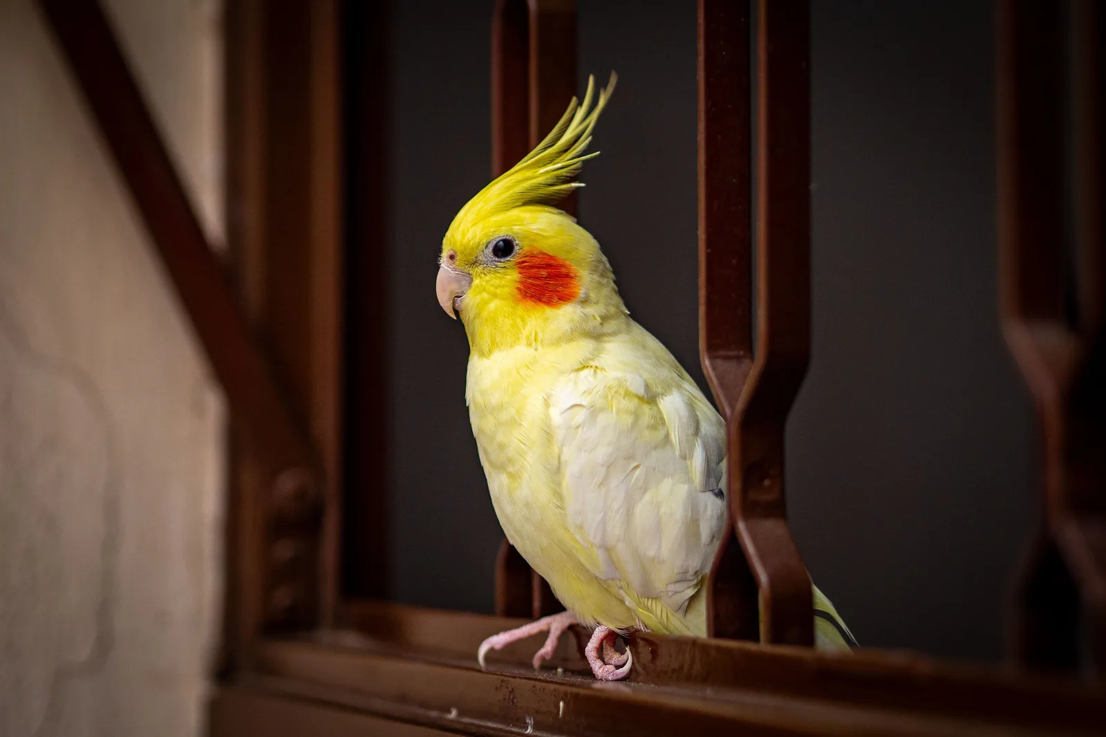 Bird Companions