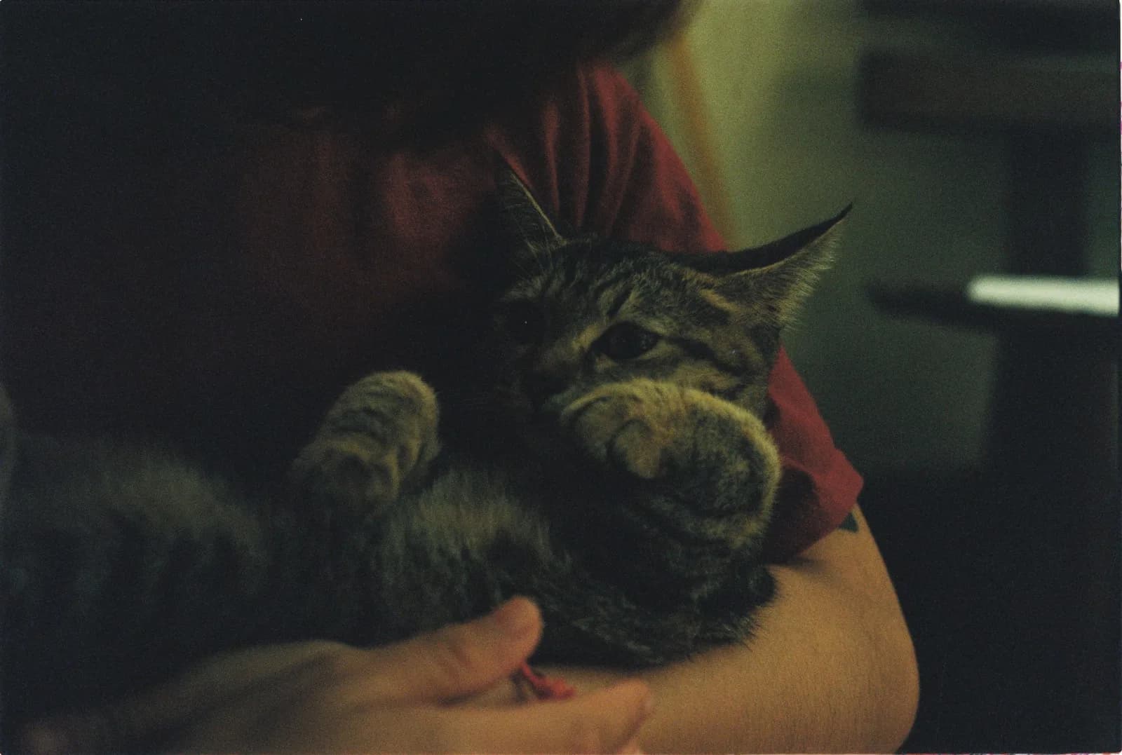 Feline Kidney Care
