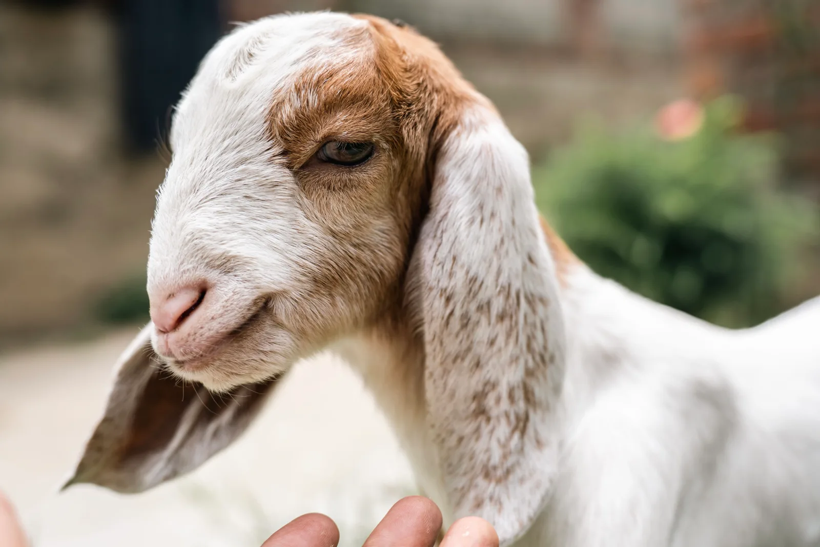Goats and Farm Companions