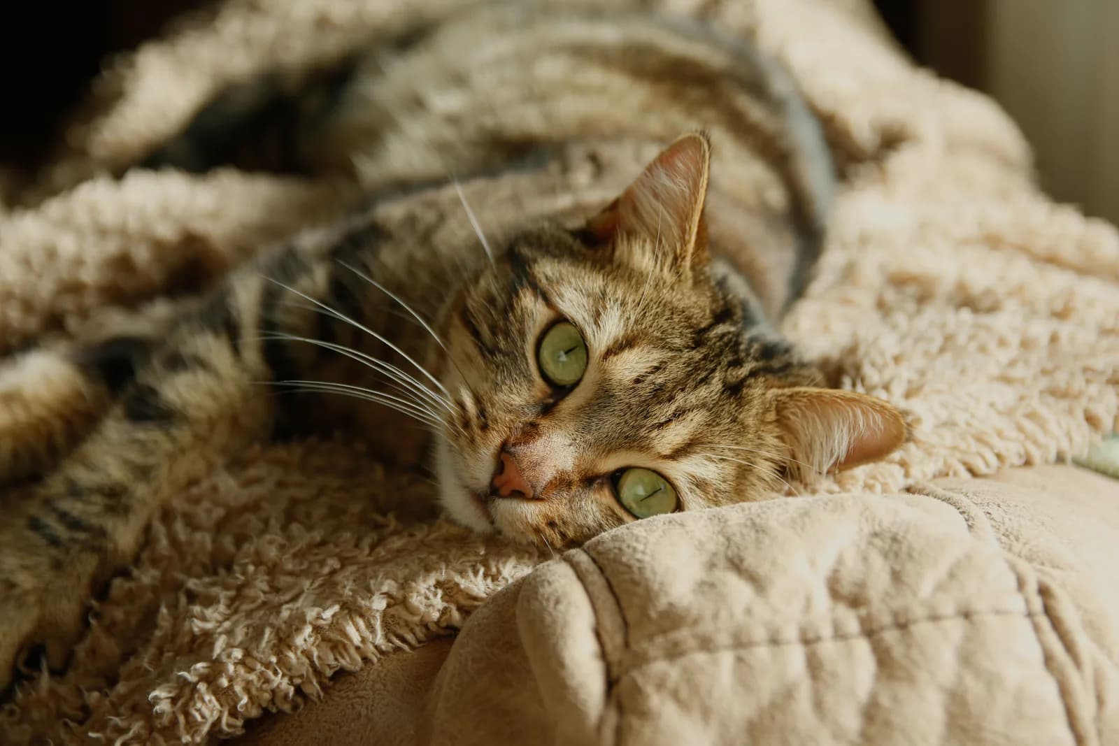 Hyperthyroid Cats