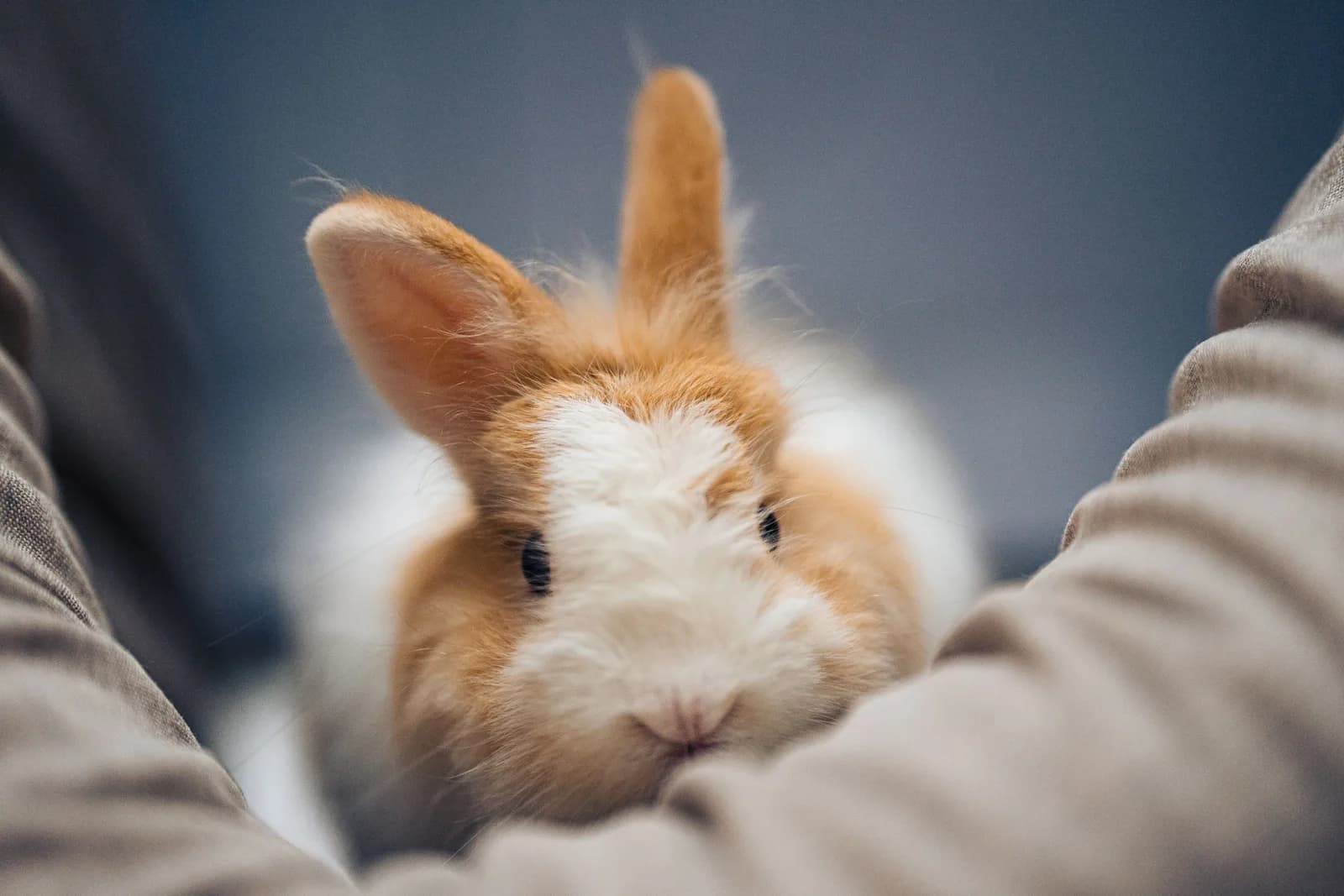 Rabbit and Guinea Pig Health