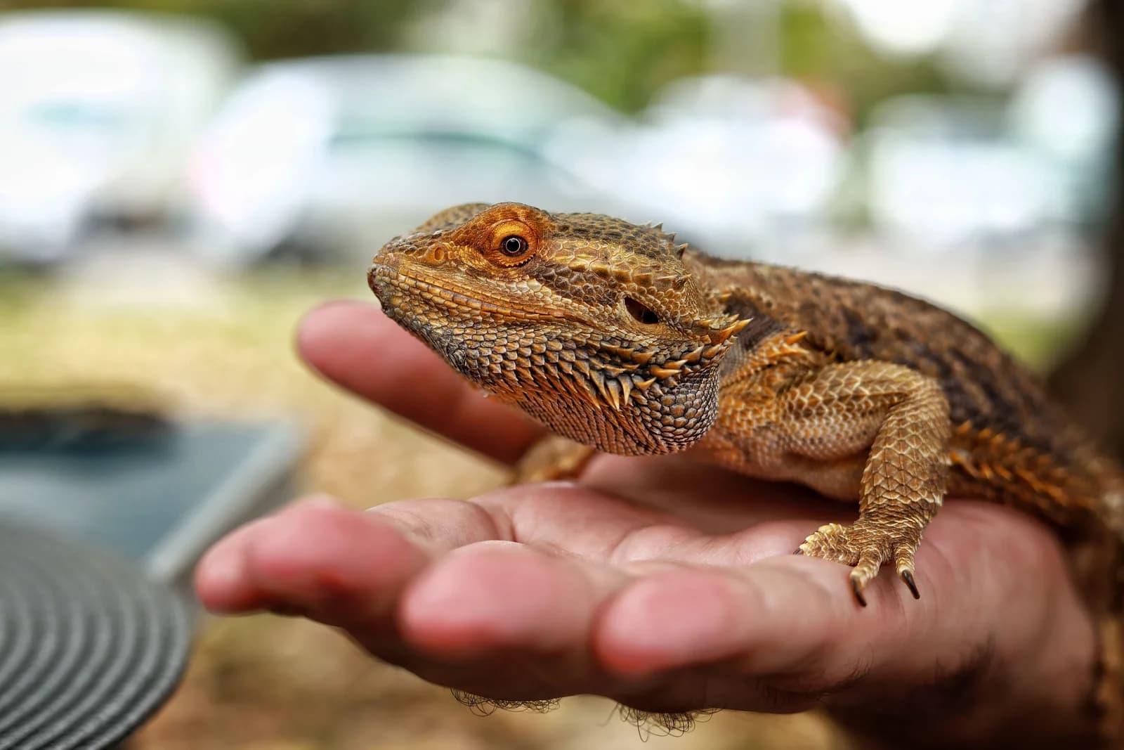 Reptile Keepers
