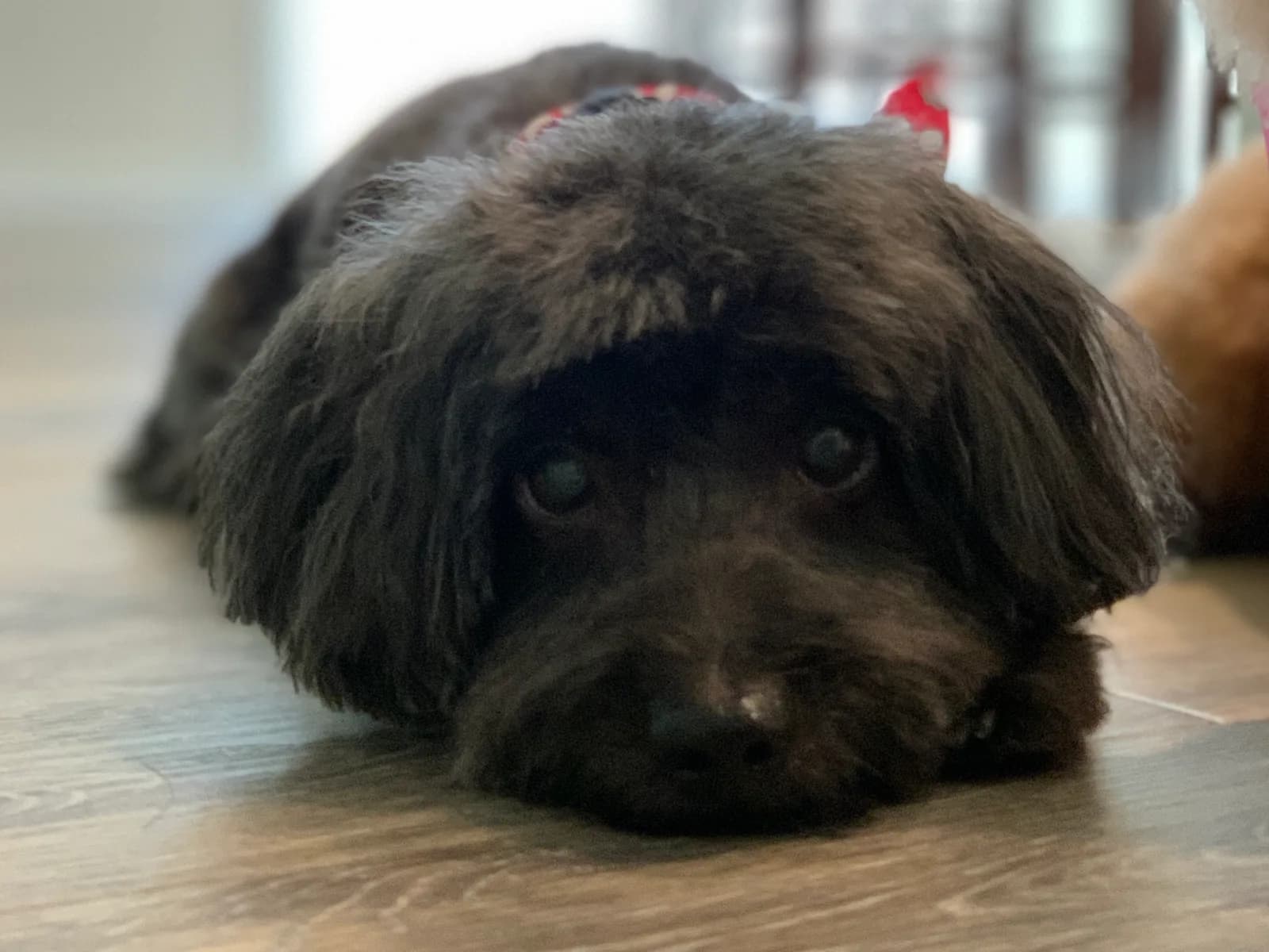 Senior Pet Club