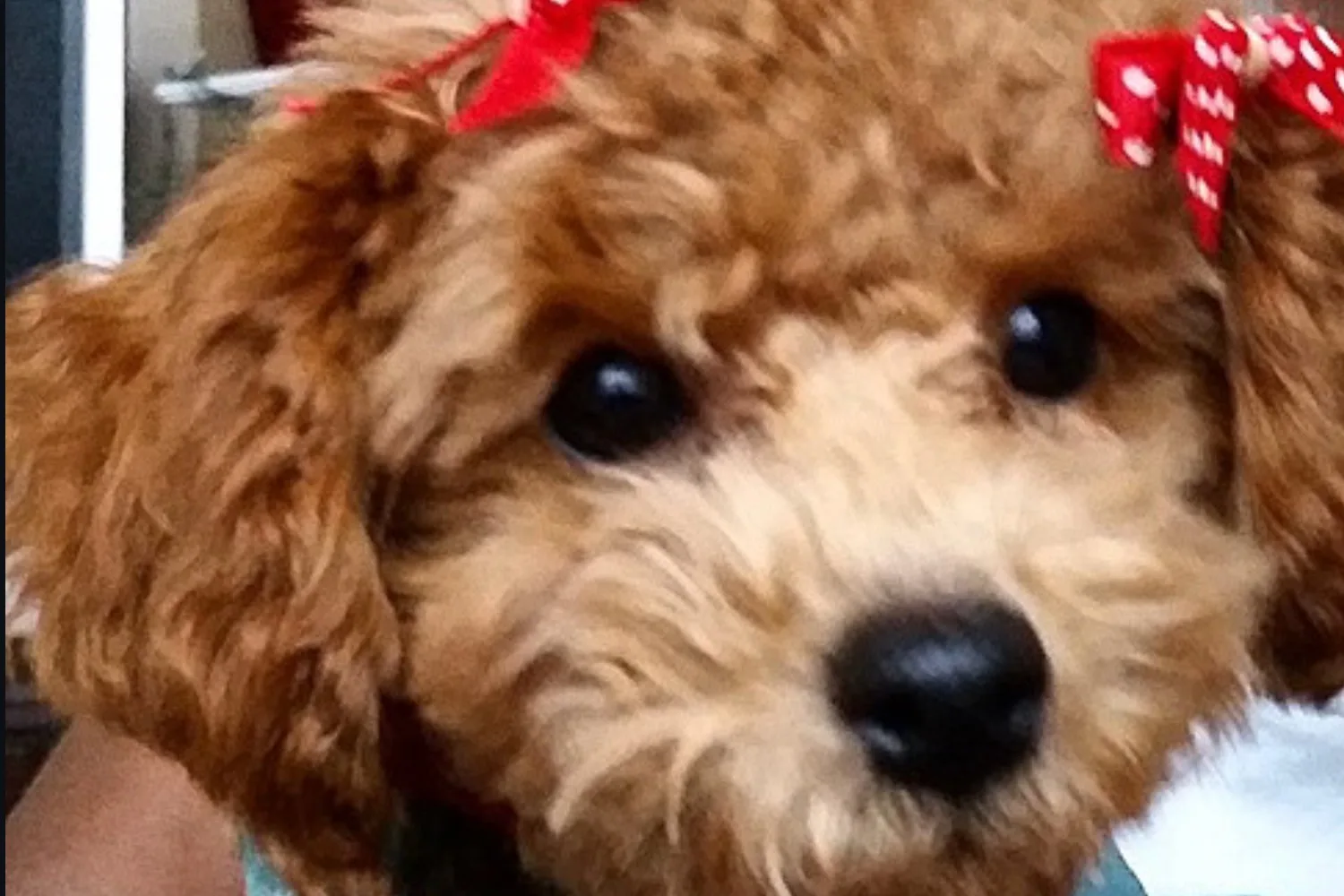 Show Us Your Pet
