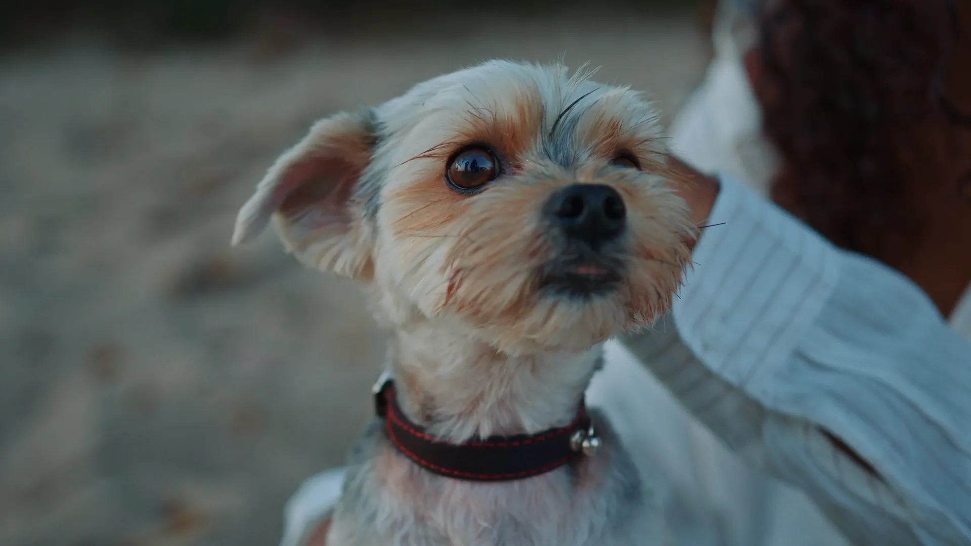 A small terrier looking up at the person holding it.